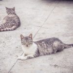 Katzen auf Faserzementplatten