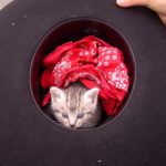 Katze und Charlottenburger in Dachdeckerhut
