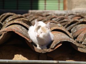 Katze auf Mönch-Nonnen-Dach