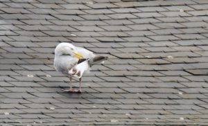 Seemöwe auf dem Dach