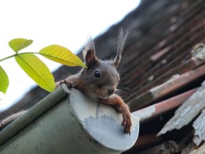 Eichhörnchen in Regenrinne