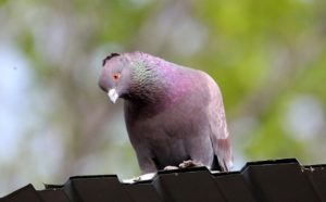 Vogel auf Metallblech-Dachdeckung