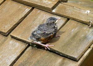 Vogel auf Dach mit Holzschindeldeckung
